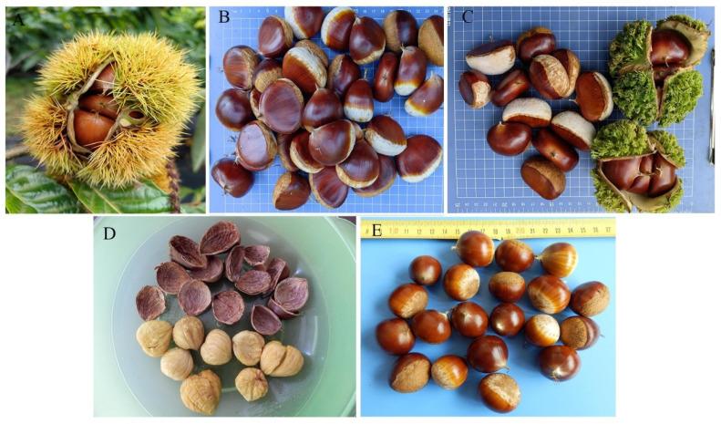 https://cdn.ncbi.nlm.nih.gov/pmc/blobs/d217/12252320/c16a458805e4/plants-14-01998-g002.jpg
