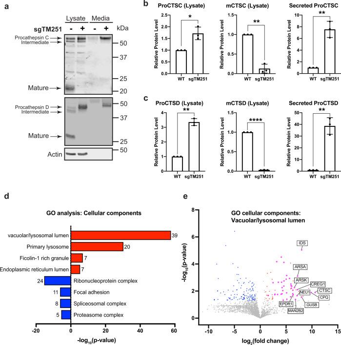 https://cdn.ncbi.nlm.nih.gov/pmc/blobs/d217/9468337/43437c57f30b/41467_2022_33025_Fig4_HTML.jpg