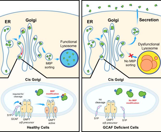 https://cdn.ncbi.nlm.nih.gov/pmc/blobs/d217/9468337/4a7da6dbd718/41467_2022_33025_Fig8_HTML.jpg