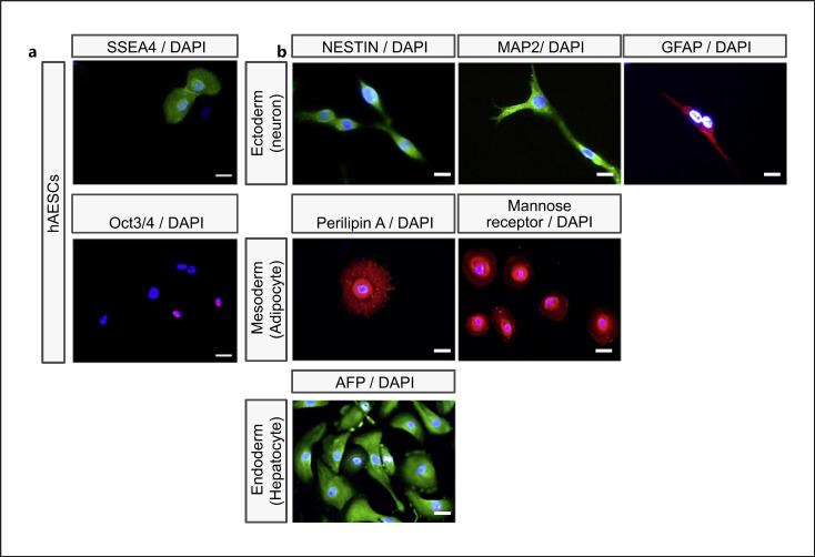 https://cdn.ncbi.nlm.nih.gov/pmc/blobs/d21c/9909721/6ff78ba93257/goi-0087-0333-g03.jpg