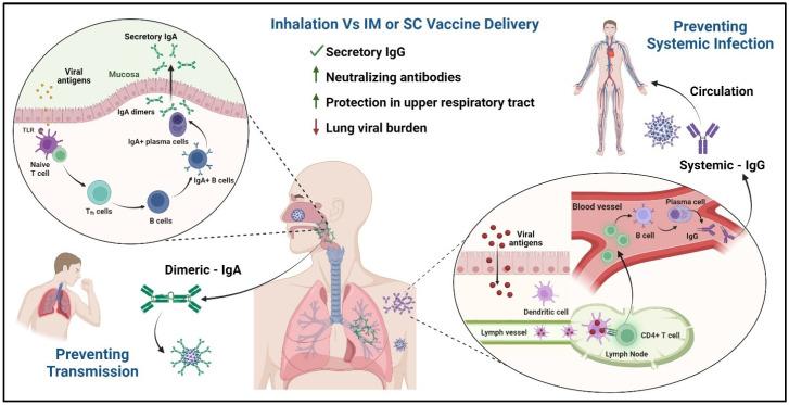 https://cdn.ncbi.nlm.nih.gov/pmc/blobs/d21f/11360283/ef377a4d88a6/vaccines-12-00936-g004.jpg