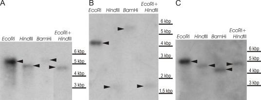 https://cdn.ncbi.nlm.nih.gov/pmc/blobs/d220/2610307/1f51bc77ed7e/51fig1.jpg