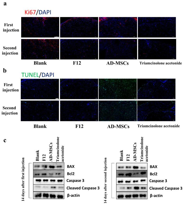 https://cdn.ncbi.nlm.nih.gov/pmc/blobs/d226/9776926/145e0feeedd1/cells-11-04024-g007.jpg