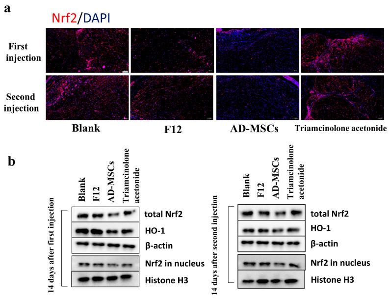 https://cdn.ncbi.nlm.nih.gov/pmc/blobs/d226/9776926/41a6ad2d2a40/cells-11-04024-g008.jpg