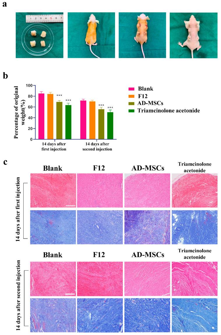 https://cdn.ncbi.nlm.nih.gov/pmc/blobs/d226/9776926/78b94a5e5d4a/cells-11-04024-g006.jpg
