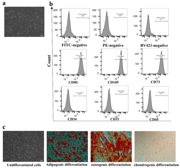 https://cdn.ncbi.nlm.nih.gov/pmc/blobs/d226/9776926/9558192a9c97/cells-11-04024-g001.jpg