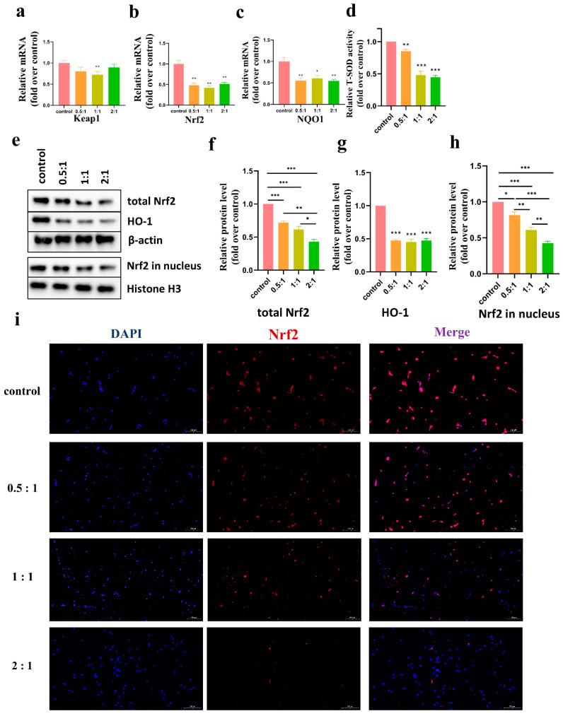 https://cdn.ncbi.nlm.nih.gov/pmc/blobs/d226/9776926/a64a4691385d/cells-11-04024-g005.jpg