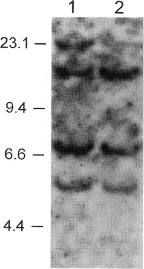 https://cdn.ncbi.nlm.nih.gov/pmc/blobs/d229/1712545/2accef4d1809/ajhg00001-0078-a.jpg