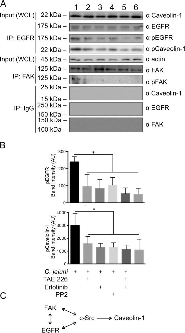 https://cdn.ncbi.nlm.nih.gov/pmc/blobs/d230/3880046/ee66463e6748/1478-811X-11-100-6.jpg