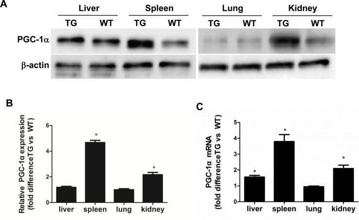 https://cdn.ncbi.nlm.nih.gov/pmc/blobs/d230/4914275/11a668ac2a03/oncotarget-07-12150-g001.jpg