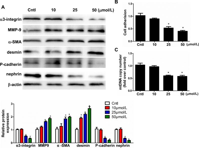 https://cdn.ncbi.nlm.nih.gov/pmc/blobs/d230/4914275/c1fb6264e8e4/oncotarget-07-12150-g008.jpg