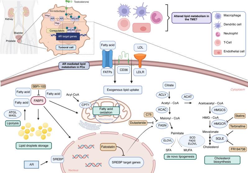 https://cdn.ncbi.nlm.nih.gov/pmc/blobs/d231/11473656/3796eebf0e63/41416_2024_2762_Fig2_HTML.jpg
