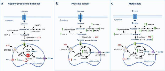 https://cdn.ncbi.nlm.nih.gov/pmc/blobs/d231/11473656/cd078fd7ebca/41416_2024_2762_Fig1_HTML.jpg