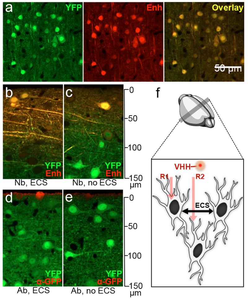 https://cdn.ncbi.nlm.nih.gov/pmc/blobs/d231/6405223/65507ce6488f/nihms-1507655-f0001.jpg