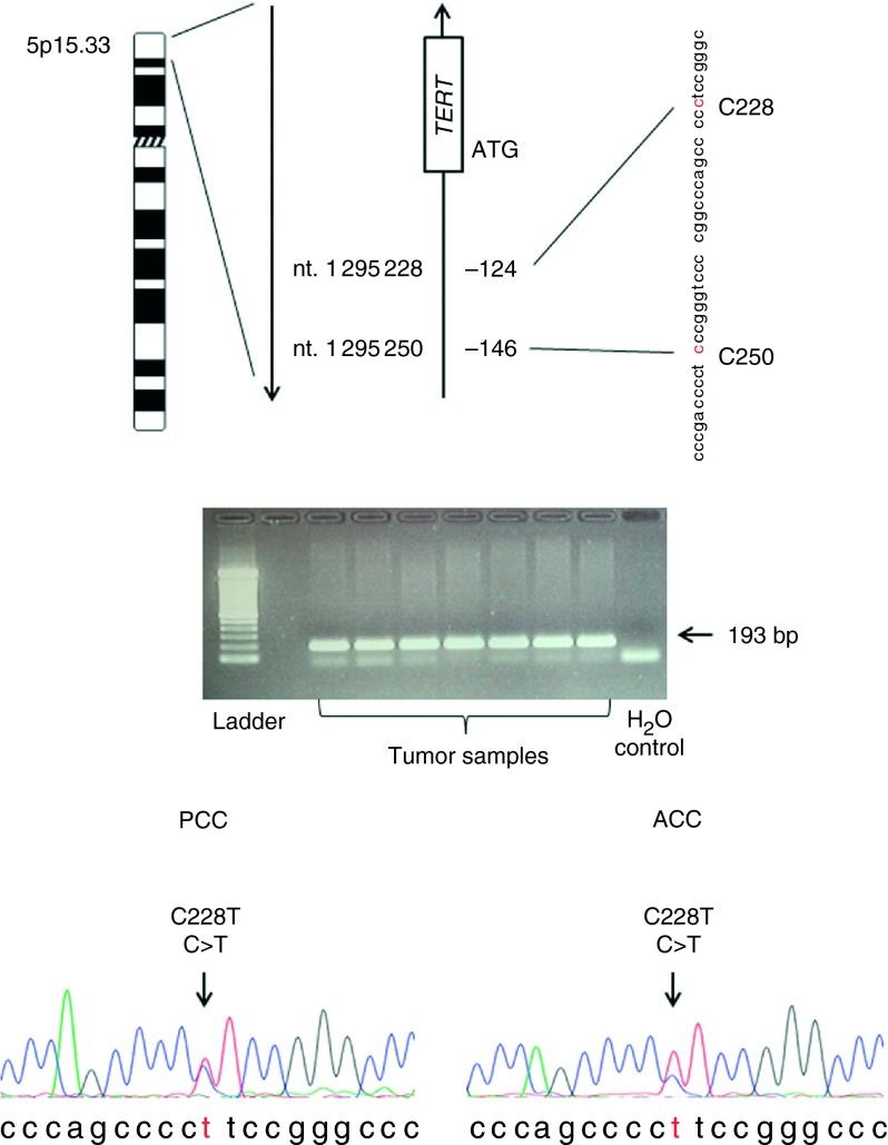 https://cdn.ncbi.nlm.nih.gov/pmc/blobs/d233/4045219/dca4eb0ea95b/ERC140016f01.jpg