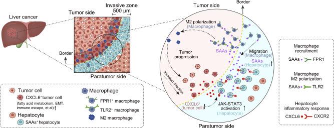 https://cdn.ncbi.nlm.nih.gov/pmc/blobs/d236/10397313/30b1125f3d1e/41422_2023_831_Fig7_HTML.jpg
