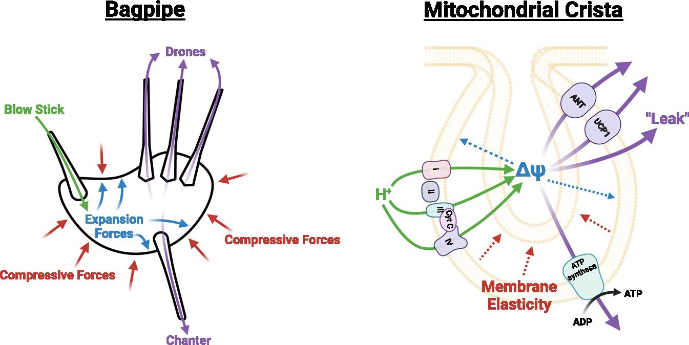https://cdn.ncbi.nlm.nih.gov/pmc/blobs/d23c/11374467/726ac28c6763/nihms-2016300-f0005.jpg
