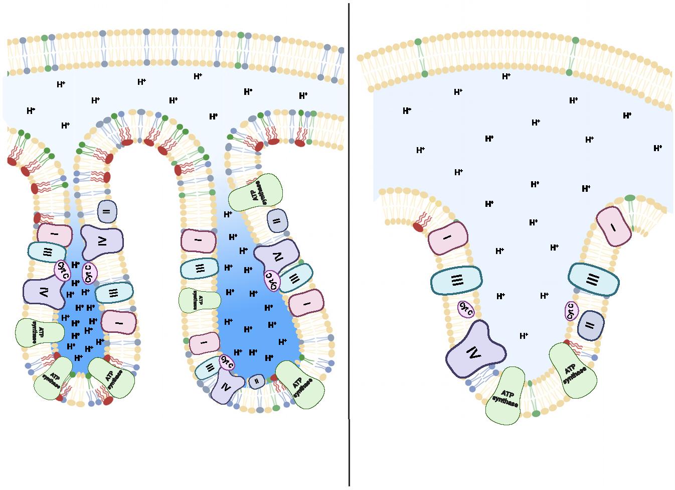 https://cdn.ncbi.nlm.nih.gov/pmc/blobs/d23c/11374467/b2af37e94a1d/nihms-2016300-f0004.jpg