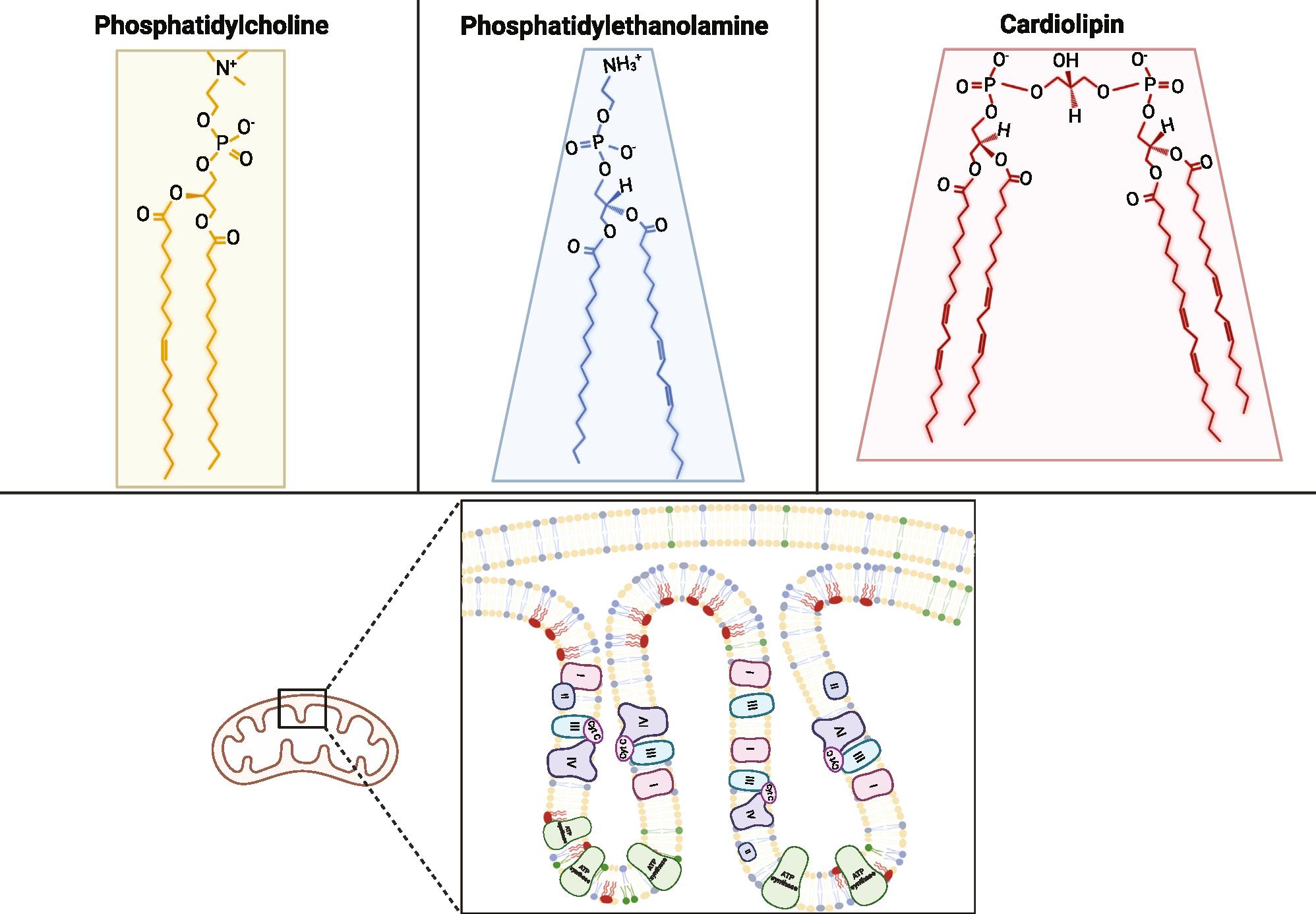 https://cdn.ncbi.nlm.nih.gov/pmc/blobs/d23c/11374467/bfa382560c00/nihms-2016300-f0001.jpg