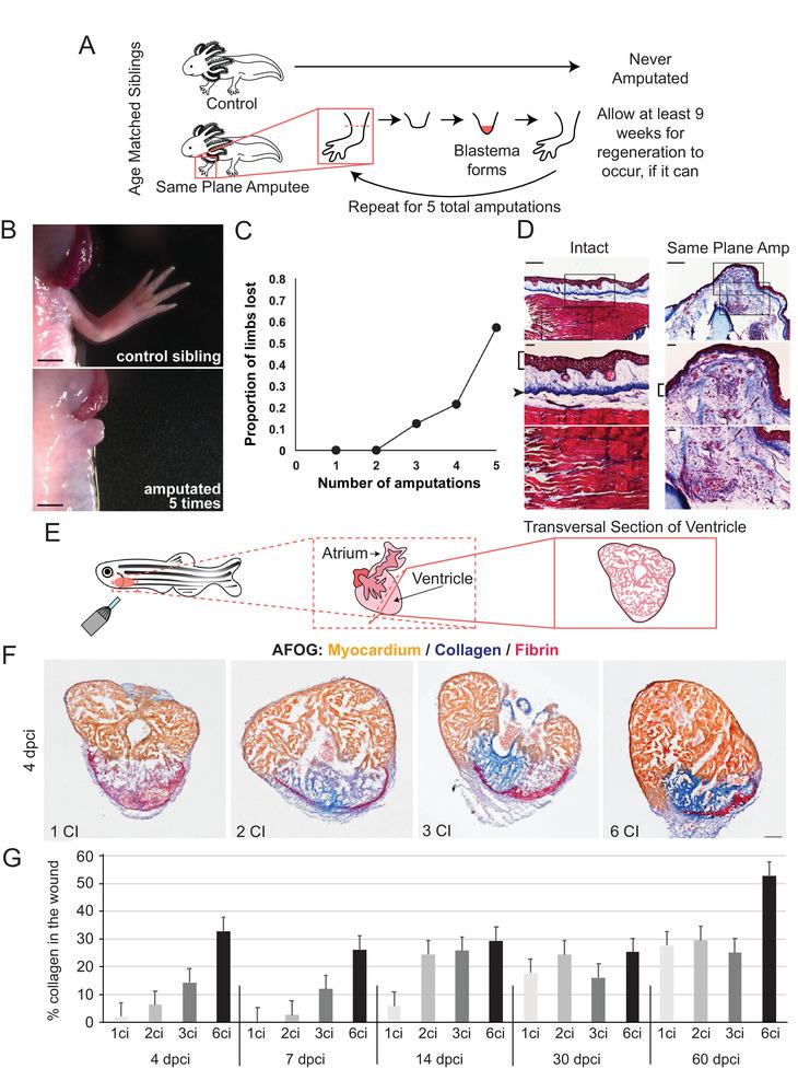 https://cdn.ncbi.nlm.nih.gov/pmc/blobs/d23d/8336523/0a4d700fd863/ADVS-8-2100407-g006.jpg