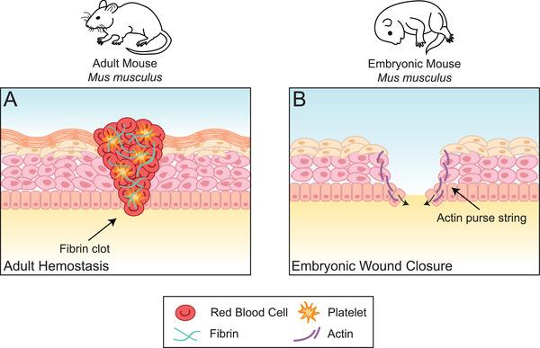 https://cdn.ncbi.nlm.nih.gov/pmc/blobs/d23d/8336523/82ed3ab9e7b3/ADVS-8-2100407-g004.jpg