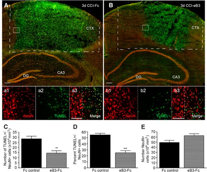 https://cdn.ncbi.nlm.nih.gov/pmc/blobs/d245/4047907/389c4ca2876b/cddis2014165f6.jpg