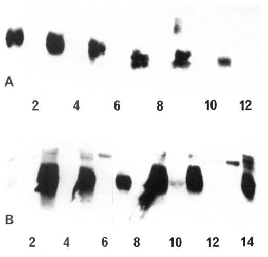 https://cdn.ncbi.nlm.nih.gov/pmc/blobs/d246/1167396/4d92eed8d8de/emboj00176-0178-a.jpg