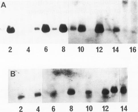 https://cdn.ncbi.nlm.nih.gov/pmc/blobs/d246/1167396/69f8e976e042/emboj00176-0177-b.jpg
