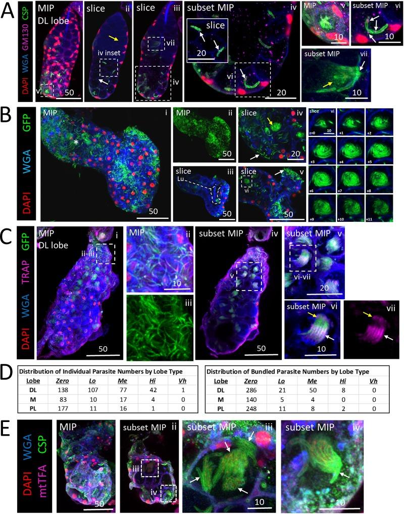 https://cdn.ncbi.nlm.nih.gov/pmc/blobs/d246/6686039/5013d81cb698/mBio.01238-19-f0006.jpg