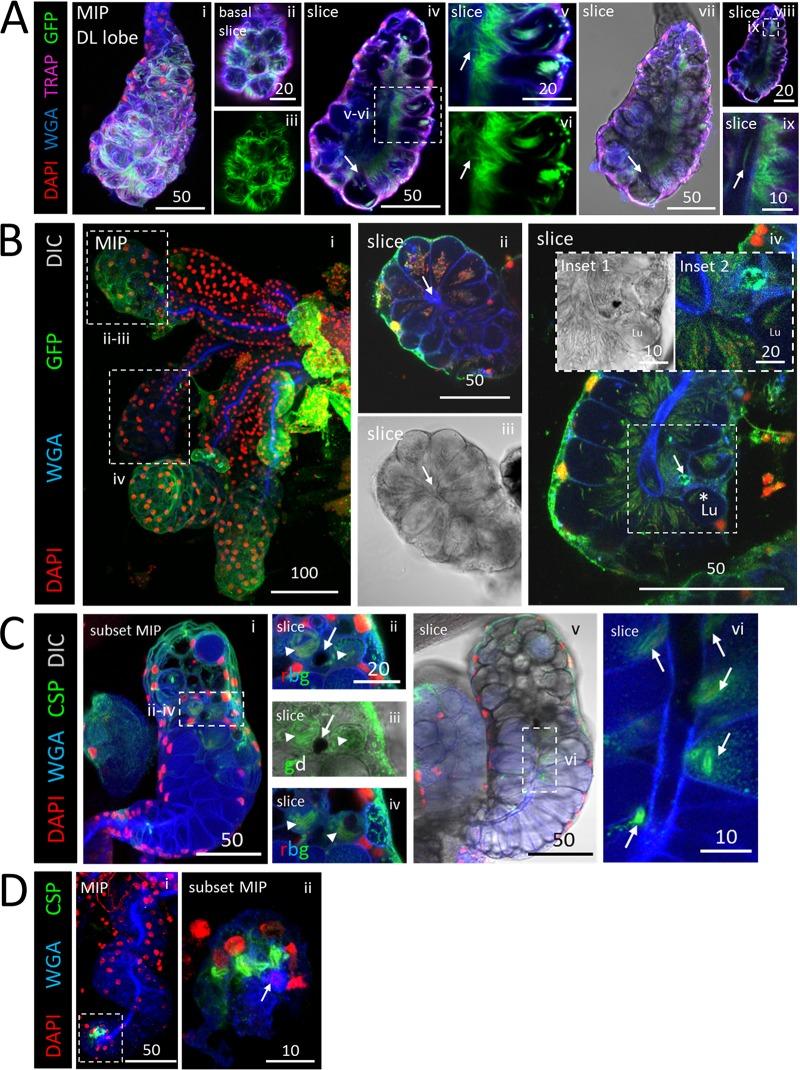 https://cdn.ncbi.nlm.nih.gov/pmc/blobs/d246/6686039/f3116fad082b/mBio.01238-19-f0004.jpg