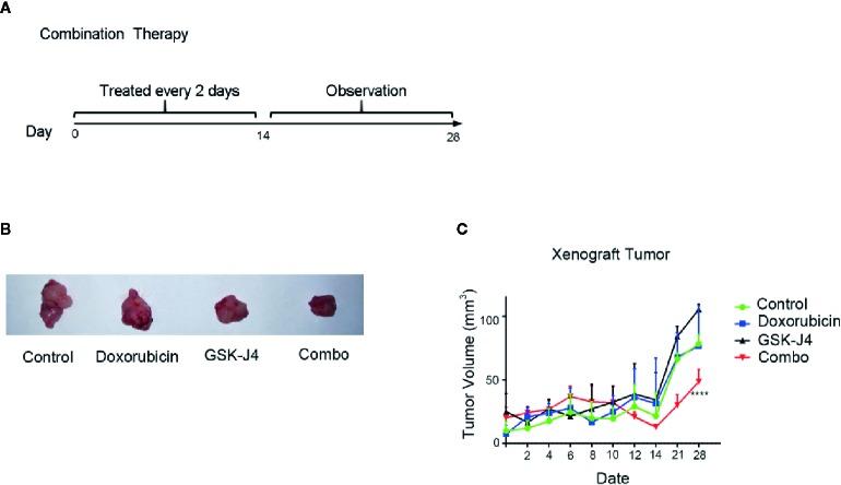 https://cdn.ncbi.nlm.nih.gov/pmc/blobs/d247/7239034/927fe3bd702d/fphar-11-00632-g004.jpg