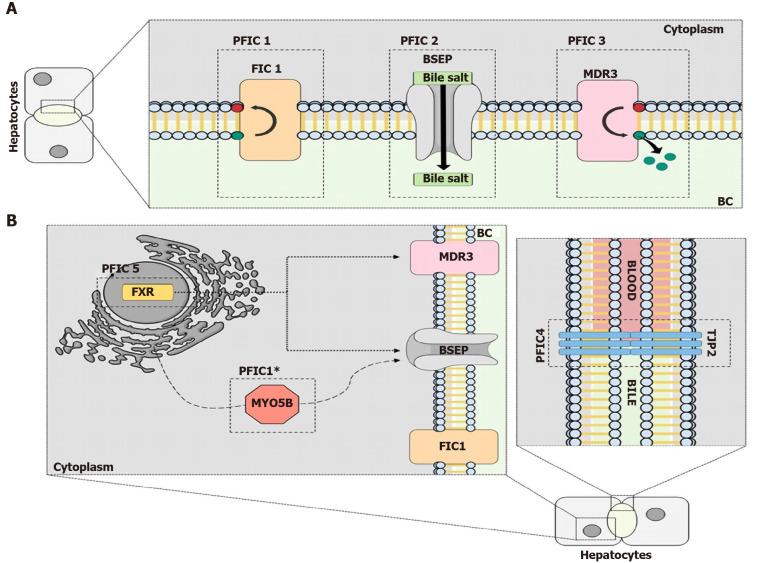 https://cdn.ncbi.nlm.nih.gov/pmc/blobs/d247/7754551/555be4d7b5fd/WJG-26-7470-g002.jpg