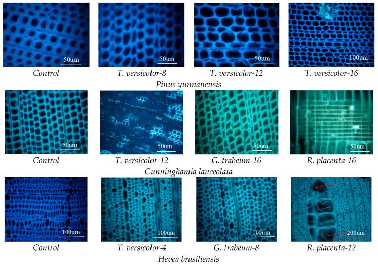 https://cdn.ncbi.nlm.nih.gov/pmc/blobs/d248/10144154/d0002a84a642/polymers-15-01957-g004a.jpg