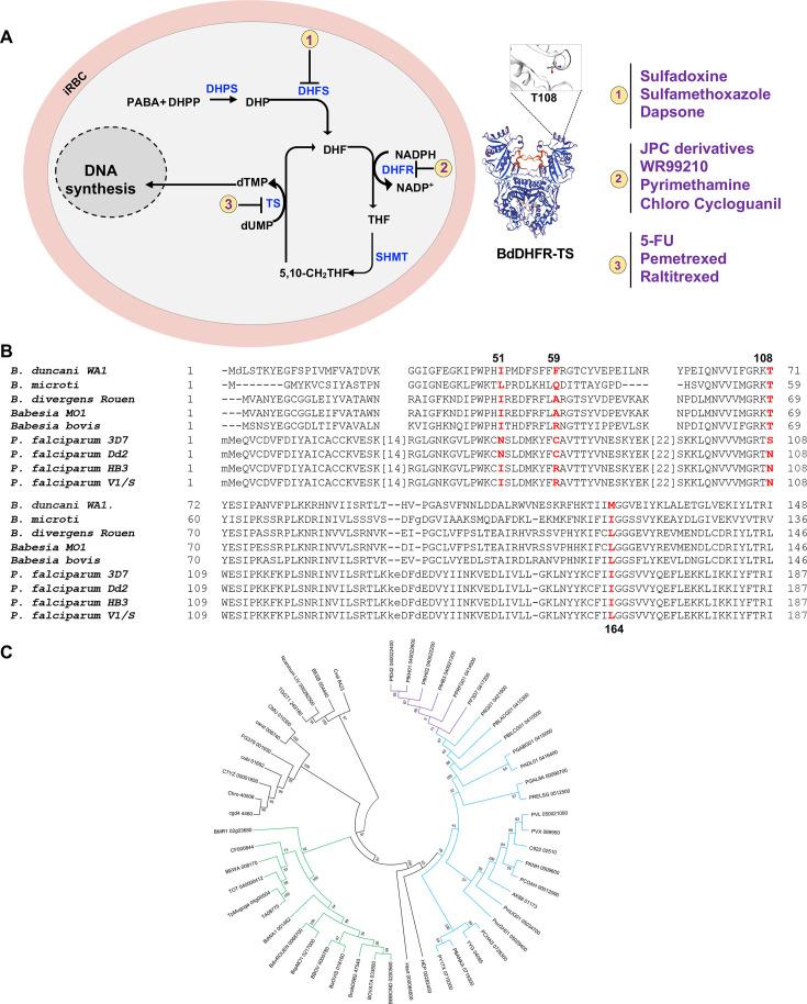 https://cdn.ncbi.nlm.nih.gov/pmc/blobs/d24b/11373198/b3f31843b449/aac.00423-24.f001.jpg