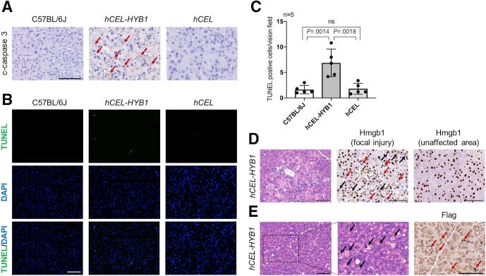 https://cdn.ncbi.nlm.nih.gov/pmc/blobs/d251/9117557/1798181e89eb/gr4.jpg