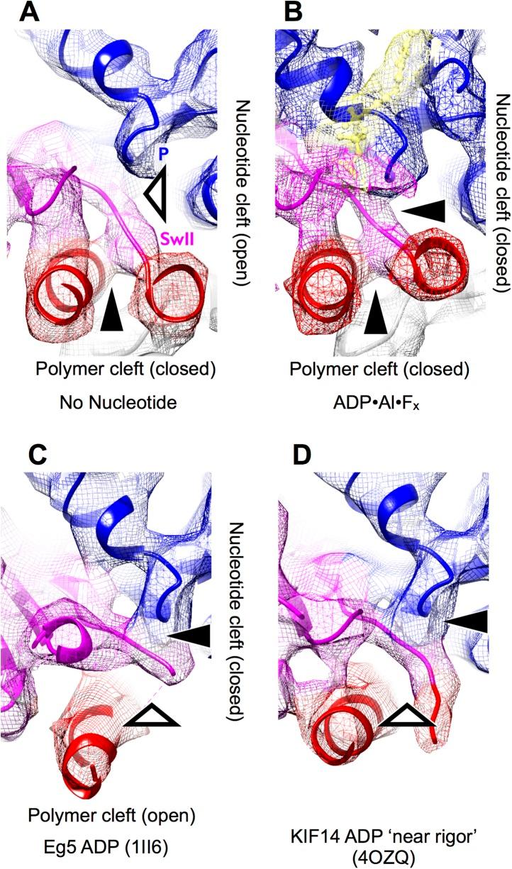 https://cdn.ncbi.nlm.nih.gov/pmc/blobs/d253/4383081/377dafd83721/elife04686fs005.jpg