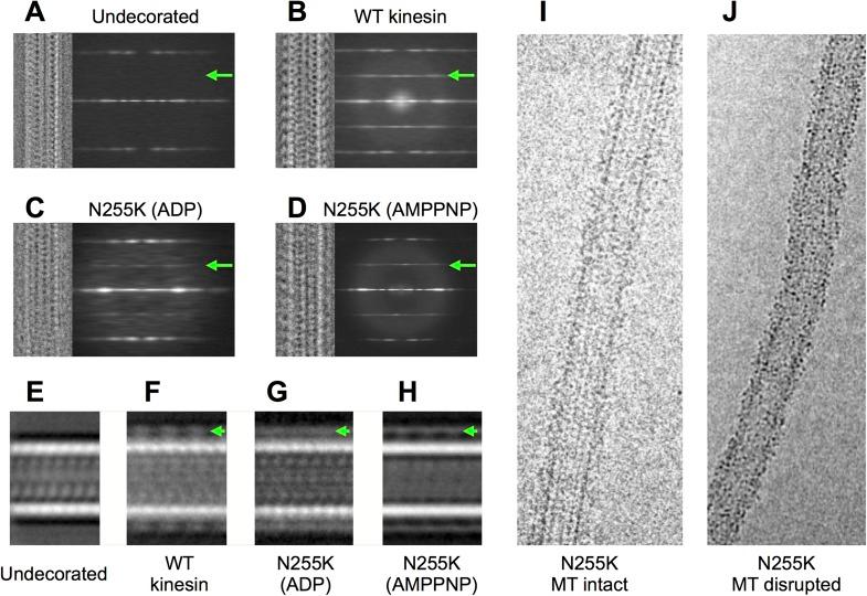 https://cdn.ncbi.nlm.nih.gov/pmc/blobs/d253/4383081/4175200617e9/elife04686fs008.jpg