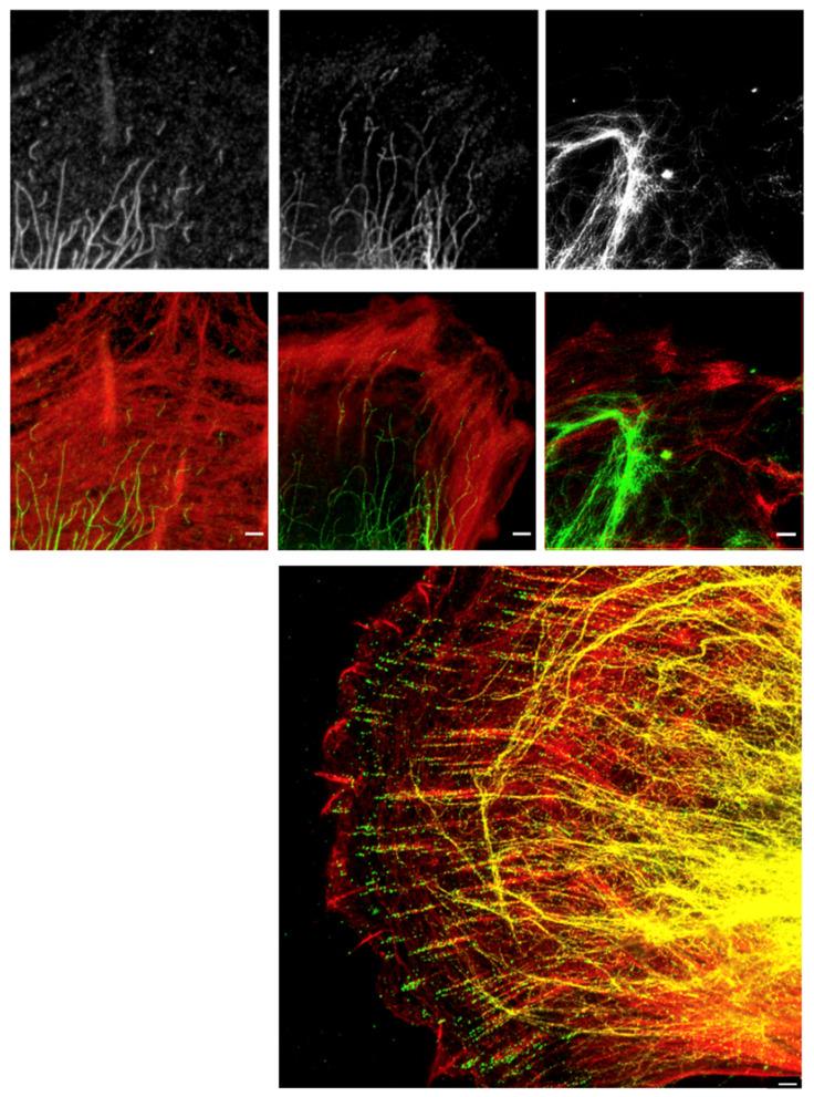 https://cdn.ncbi.nlm.nih.gov/pmc/blobs/d254/8880509/8652b3c68253/ijms-23-01961-g003.jpg