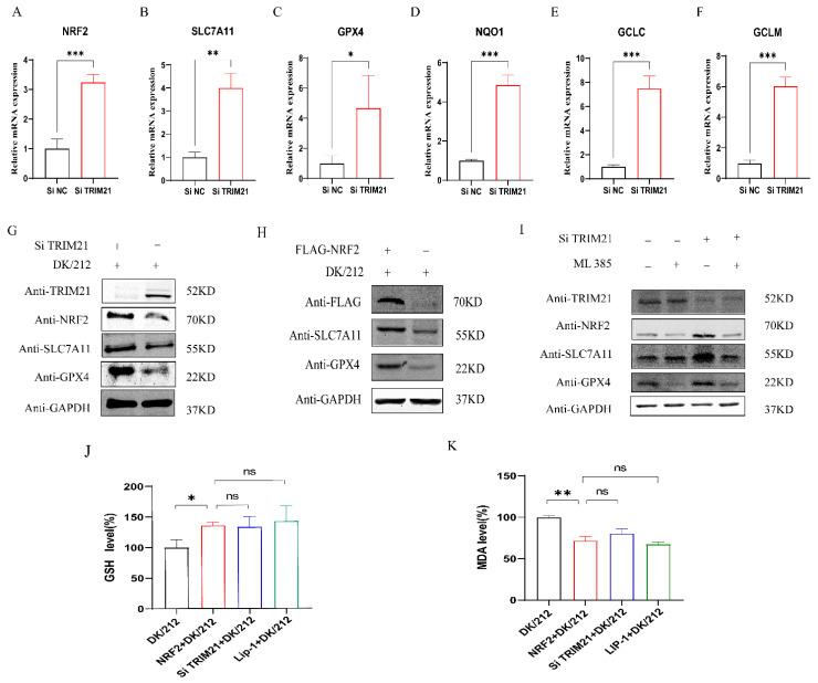 https://cdn.ncbi.nlm.nih.gov/pmc/blobs/d255/10970474/0aa6c1fb72a9/ijms-25-03315-g004.jpg