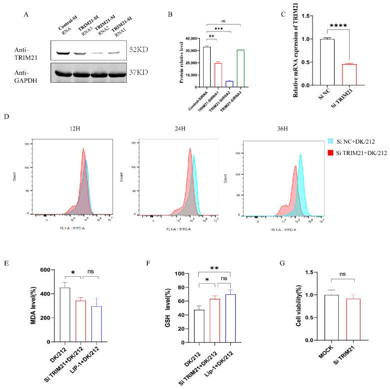 https://cdn.ncbi.nlm.nih.gov/pmc/blobs/d255/10970474/e83e644b3fc2/ijms-25-03315-g003.jpg