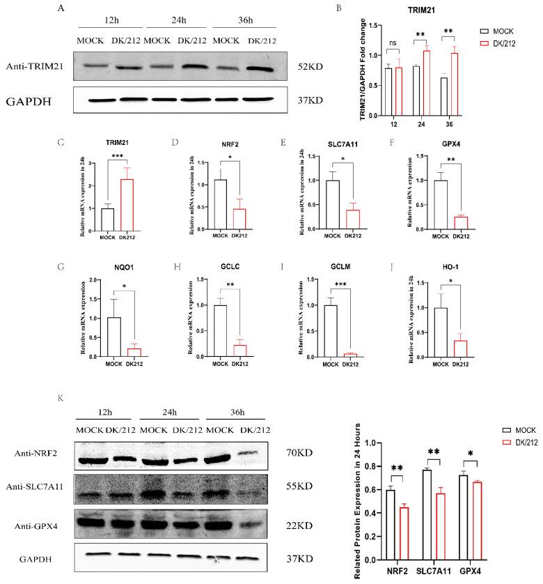 https://cdn.ncbi.nlm.nih.gov/pmc/blobs/d255/10970474/f77666bab005/ijms-25-03315-g002.jpg