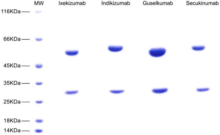 https://cdn.ncbi.nlm.nih.gov/pmc/blobs/d256/11420332/d6500565bb65/BTT-18-257-g0004.jpg