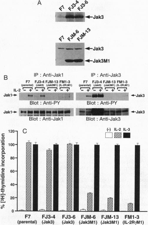 https://cdn.ncbi.nlm.nih.gov/pmc/blobs/d256/41039/8626e397b97b/pnas01497-0203-a.jpg