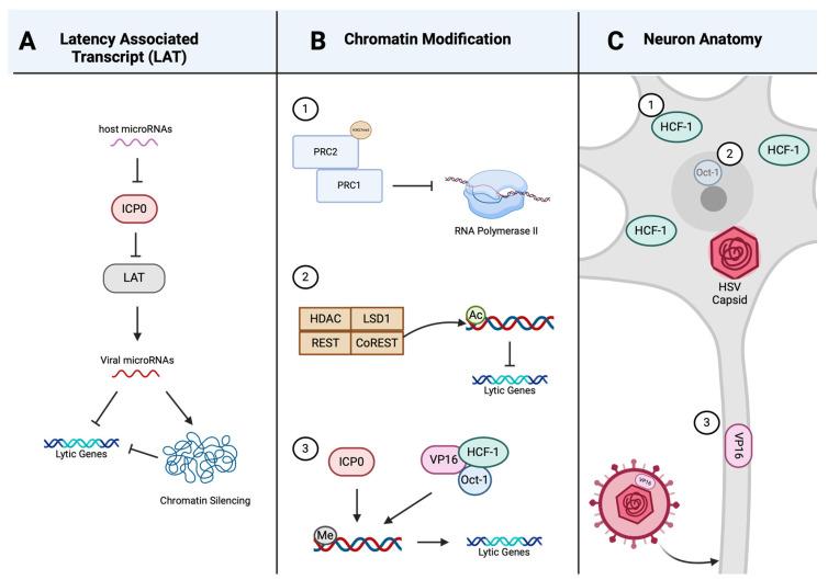 https://cdn.ncbi.nlm.nih.gov/pmc/blobs/d25b/11125678/acf988b67af5/viruses-16-00747-g002.jpg