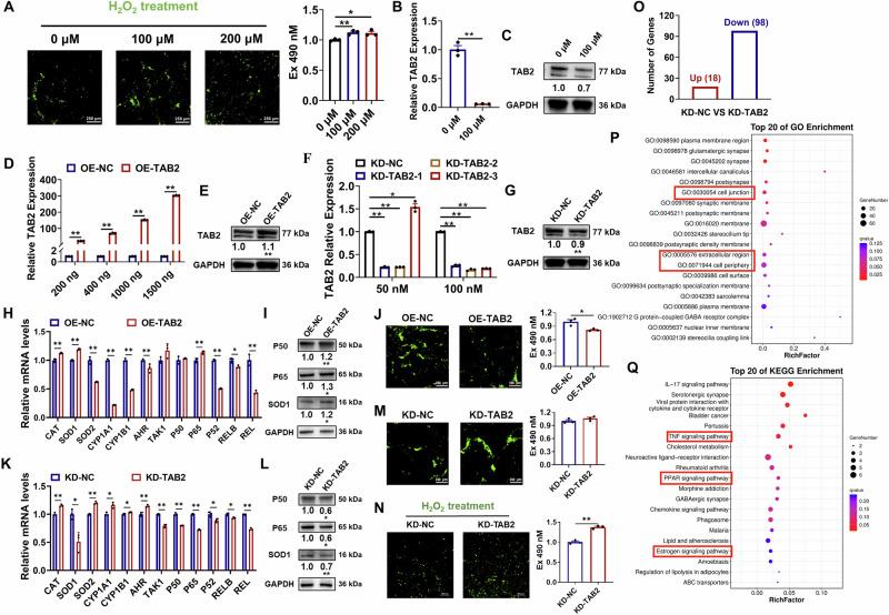 https://cdn.ncbi.nlm.nih.gov/pmc/blobs/d25b/11447032/312a6cf021ec/42003_2024_6960_Fig1_HTML.jpg