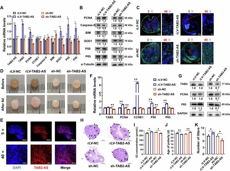 https://cdn.ncbi.nlm.nih.gov/pmc/blobs/d25b/11447032/9a675941254d/42003_2024_6960_Fig7_HTML.jpg