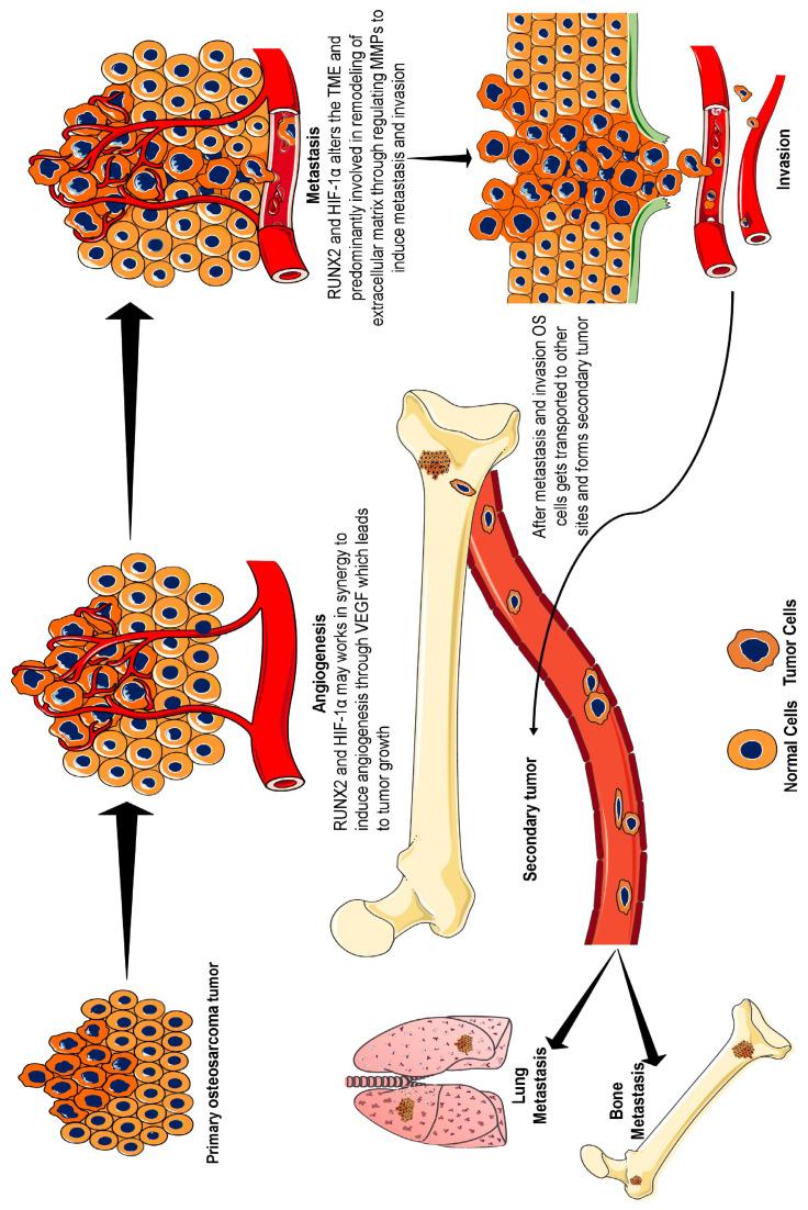 https://cdn.ncbi.nlm.nih.gov/pmc/blobs/d25b/12347496/e55fa4b3a101/ijms-26-07642-g001.jpg