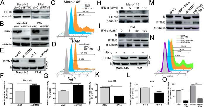 https://cdn.ncbi.nlm.nih.gov/pmc/blobs/d25b/7925183/d9affc75c8a2/JVI.01350-20-f0009.jpg