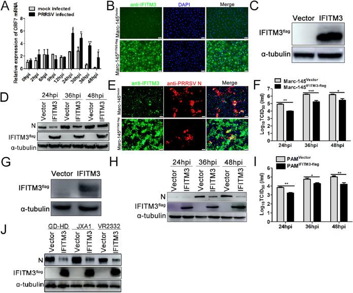 https://cdn.ncbi.nlm.nih.gov/pmc/blobs/d25b/7925183/e826d6129468/JVI.01350-20-f0001.jpg