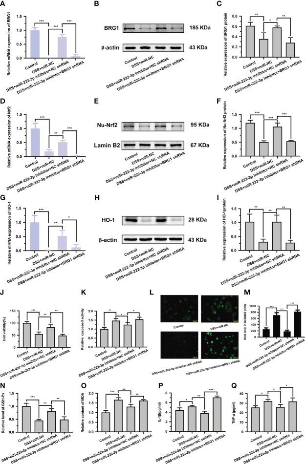 https://cdn.ncbi.nlm.nih.gov/pmc/blobs/d25c/9911687/606d8f348563/fimmu-14-1089809-g004.jpg